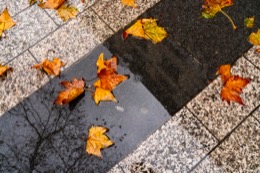 Automne;Autumn;Champs-Elysees;Champs-Élysées;Fall;Feuilles;Feuilles-mortes;Humide;Kaleidos;Kaleidos-images;Leaves;Mouillé;Pluie;Rain;Tarek-Charara;Wet